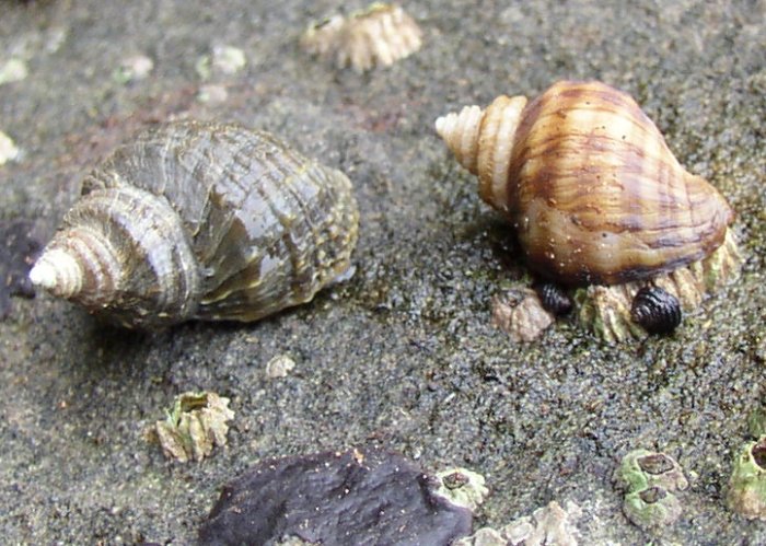 Wrinkled Dogwinkle (Nucella lamellosa)1