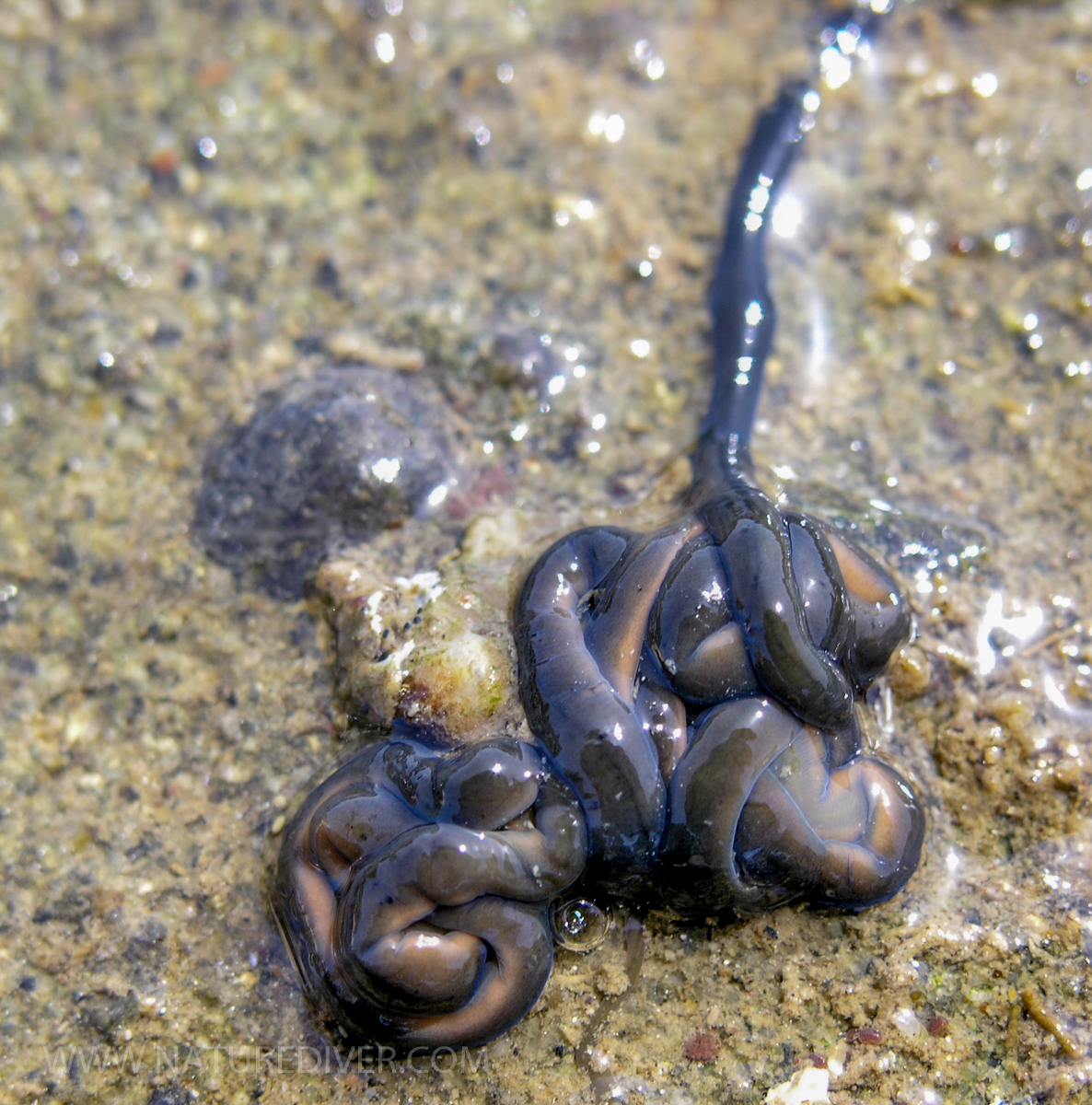 Green Ribbon Worm (Emplectonema gracile)-2