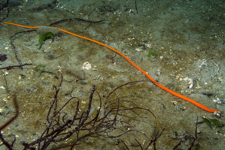 Primitive Ribbon Worm (Tubulanus polymorphus )