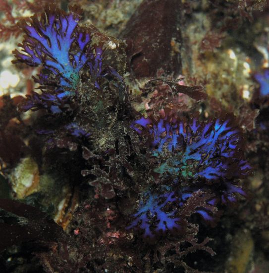 Blue Branching Seaweed (Fauchea laciniata)