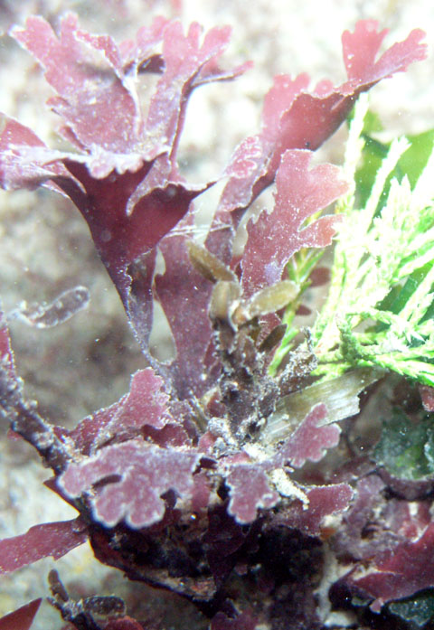 Coral Leaf Seaweed (Bossiella sp)