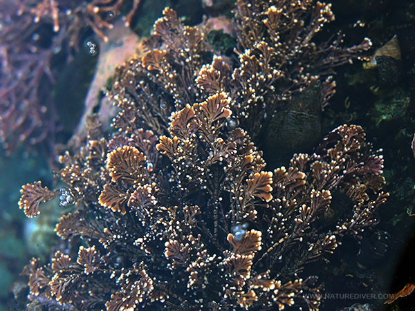 Graceful Coralline (Coralinna vancouveriensis)