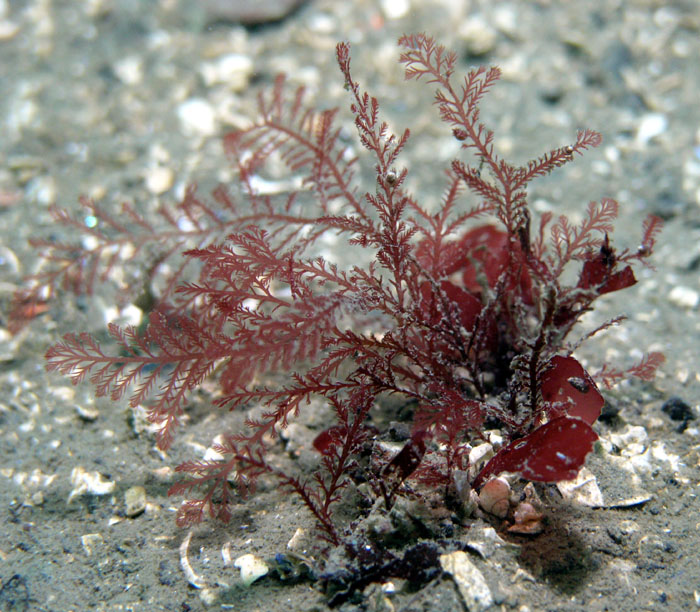 Sea Brush (Odonthalia floccosa)