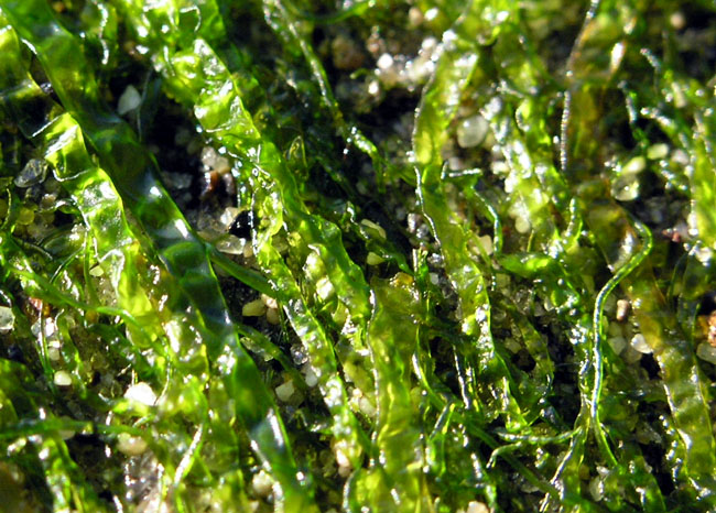 Stringy Sea Lettuce (Ulva intestinalis)