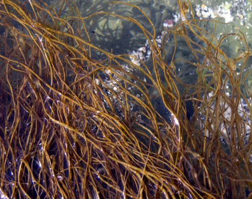 Twisted Soda Straws (Melanosiphon intestinalis)