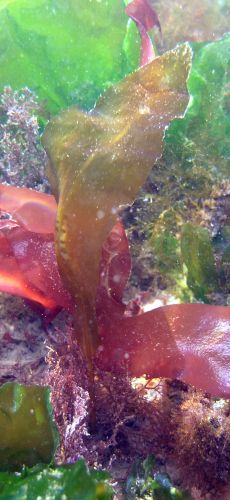 Winged Kelp (Alaria marginata)