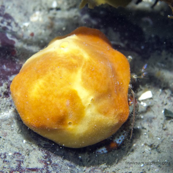 Hermit Crab Sponge (Suberites latus)