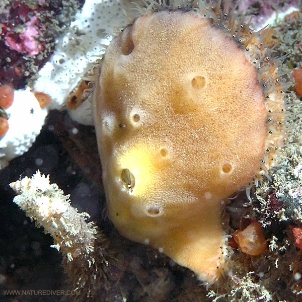 Smooth Scallop Sponge (Mycale adhaerens)