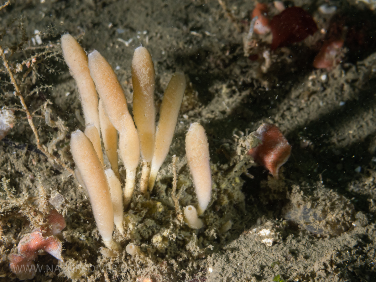 Stalked Vase Sponge (Leucilla nuttingi)1