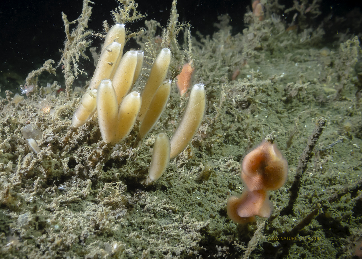 Stalked Vase Sponge (Leucilla nuttingi)2