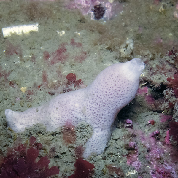 Thick-Strap Sponge (Pachychalina spp)