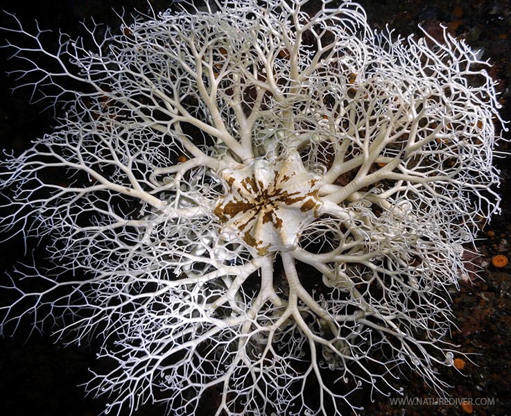 Basket Star (Gorgonocephalus eucnemis)