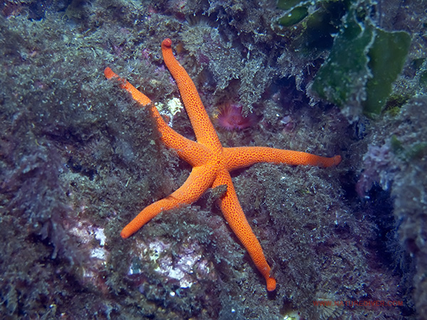 Blood Star (Henricia leviuscula)