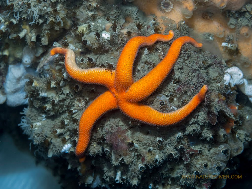 Blood Star (Henricia leviuscula)