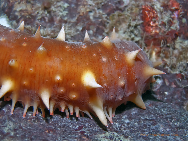 California Sea Cucumber (Parastichopus californicus)