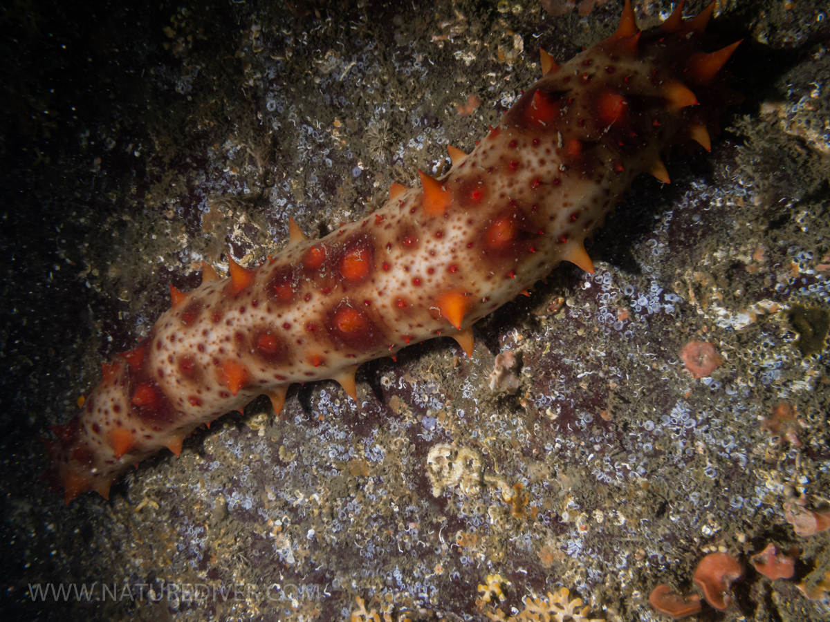 California Sea Cucumber (Parastichopus californicus)1