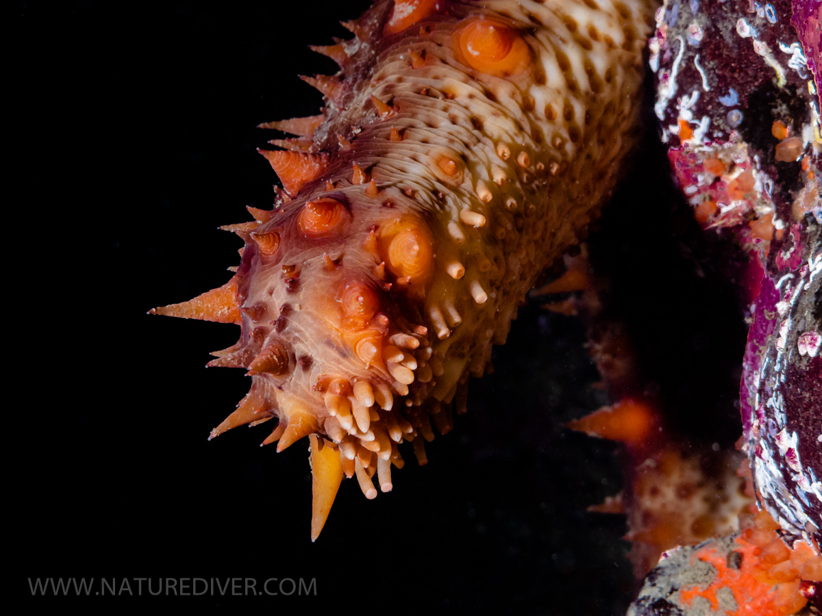 California Sea Cucumber (Parastichopus californicus)3