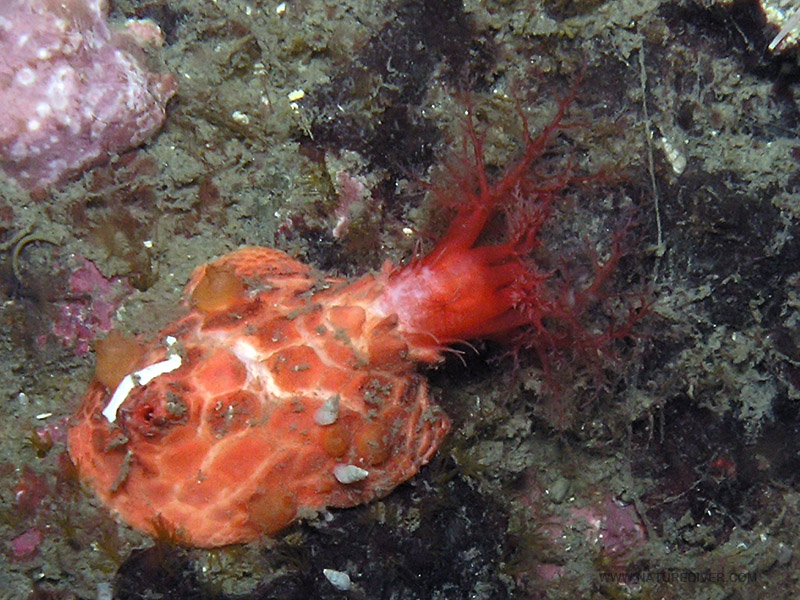 Creeping Pedal Sea Cucumber (Psolus chitonoides)