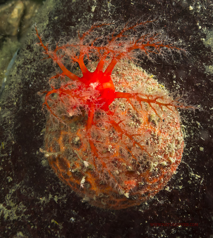 Creeping Pedal Sea Cucumber (Psolus chitonoides)