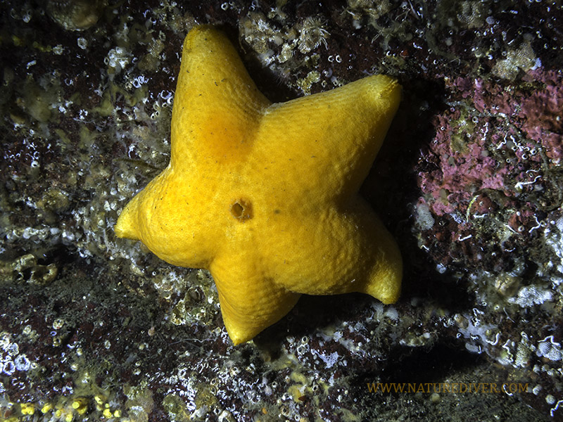 Cushion or Slime Star (Pteraster tesselatus)