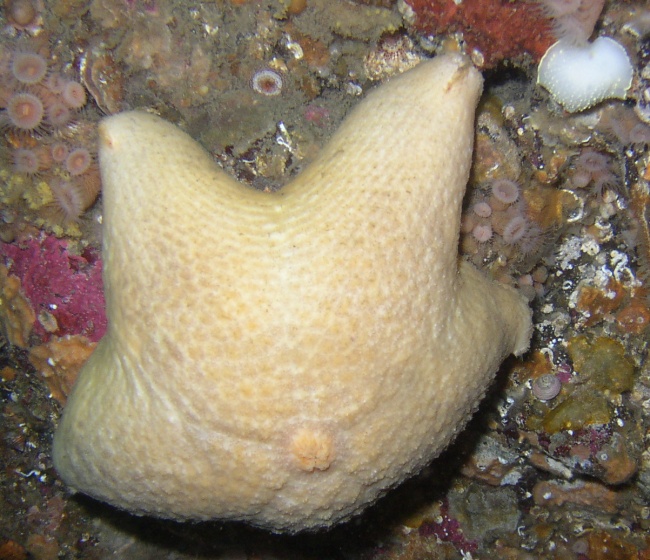 Cushion or Slime Star (Pteraster tesselatus)