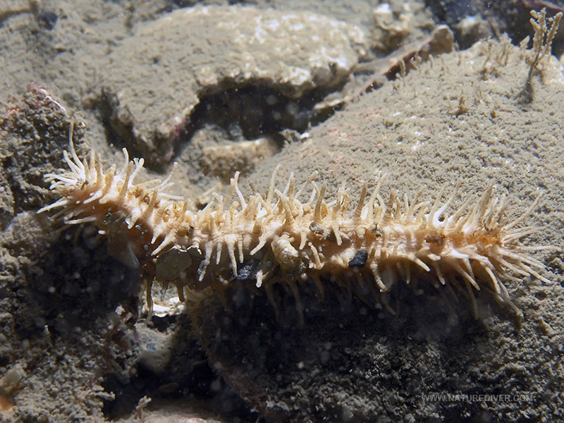 False White Sea Cucumber (Eupentacta pseudoquinquesemita)