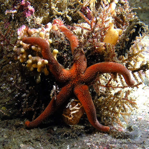 Fat Blood Star (Henricia sanguinolenta)