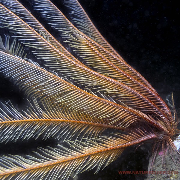 Feather Star (Florometra serratissima)