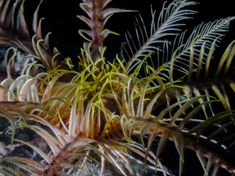 Feather Star (Florometra serratissima)2