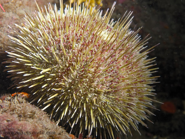 Green Sea Urchin (Strongylocentrotus droebachiensis)