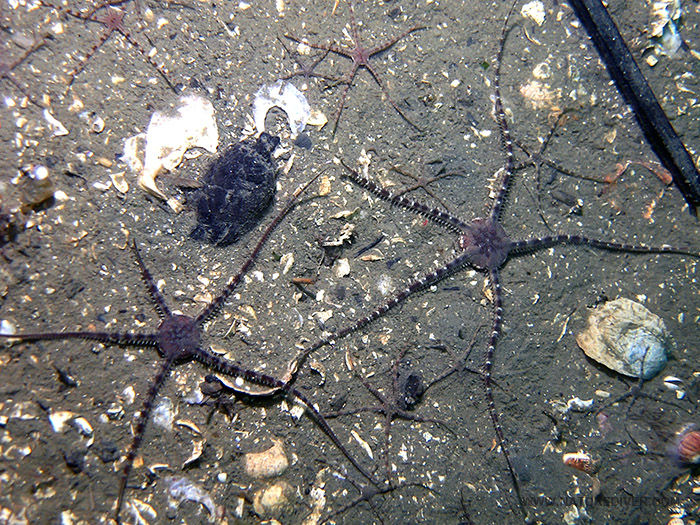 Grey Brittle Star (Ophiura lutkeni)