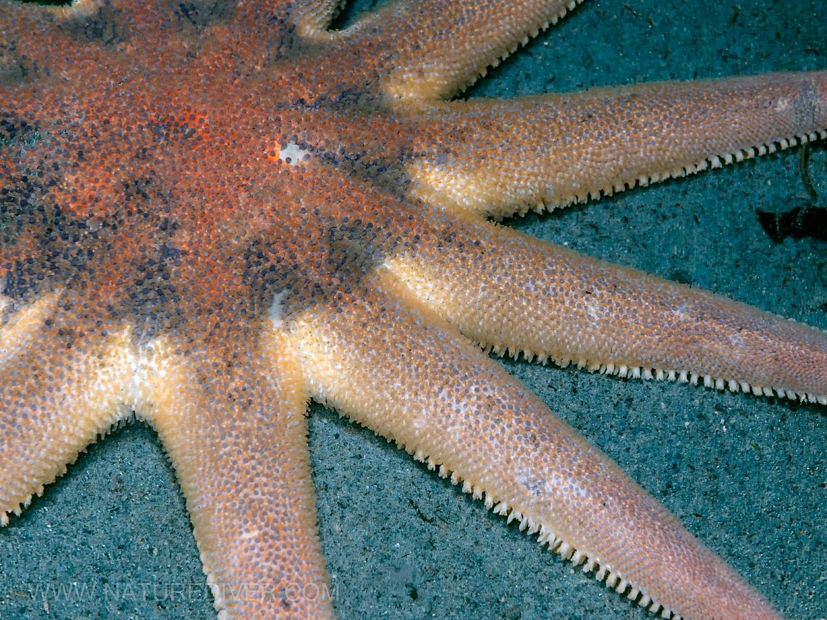 Morning Sun Star (Solaster dawsoni) 2