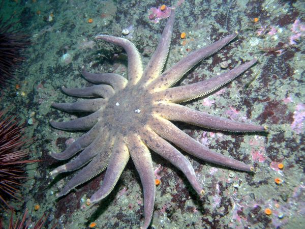 Morning Sunstar (Solaster dawsoni)