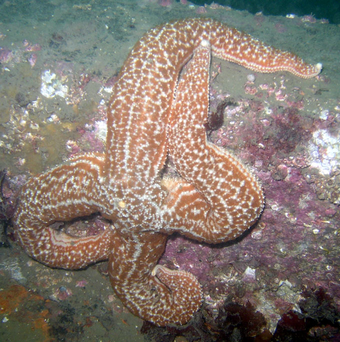 Mottled Star (Evasterias troschelii)