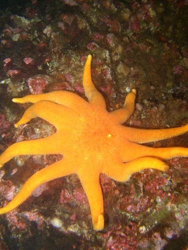 Northern Sunstar (Solaster endeca)