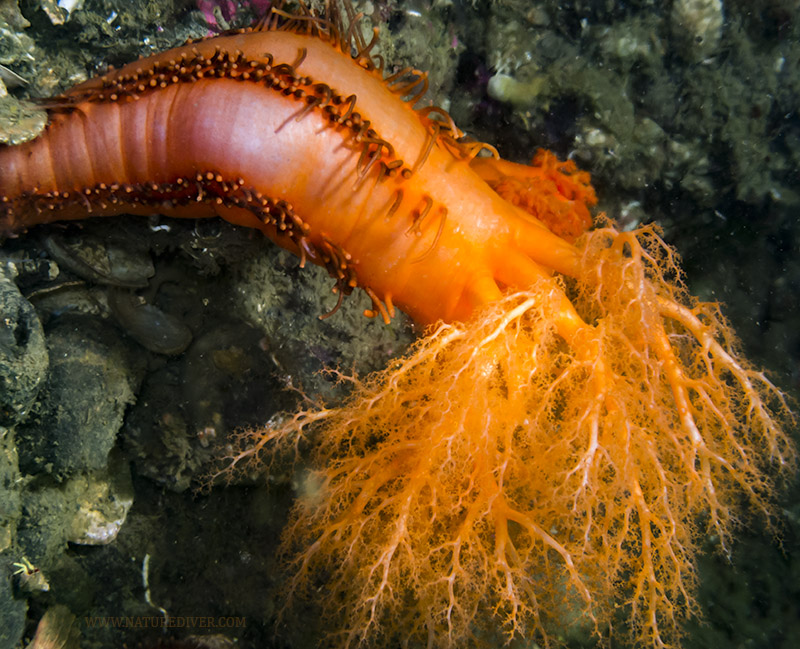 Orange Sea Cucumber (Cucumaria miniata)