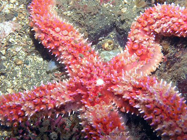 Painted Star (Orthasterias koehleri)