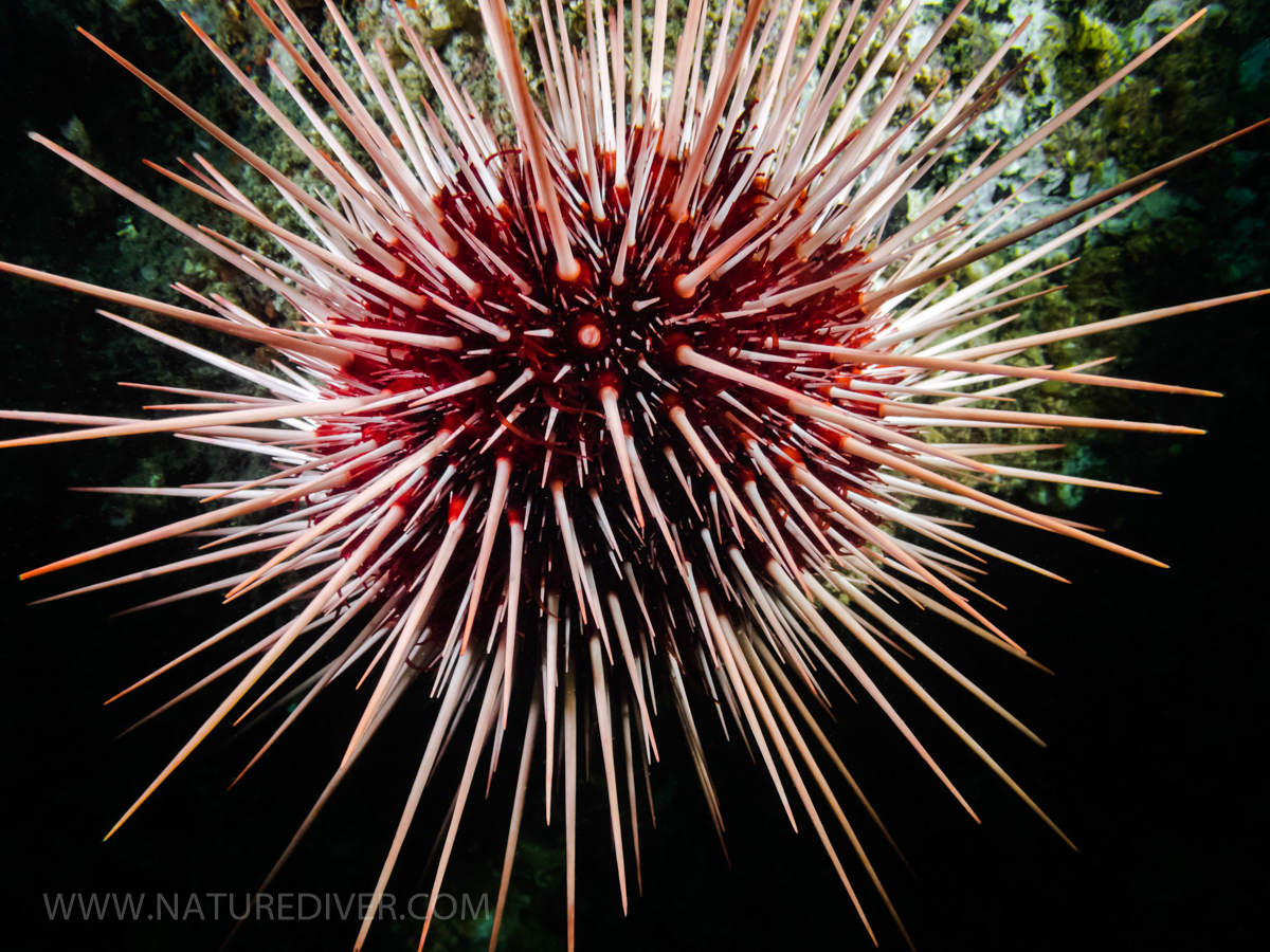 Red Sea Urchin (Mesocentrotus franciscanus) 2