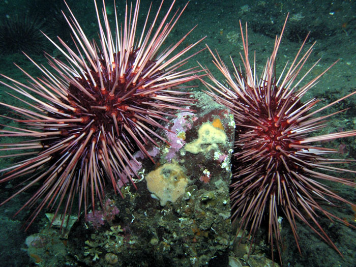 Red Sea Urchin (Strongylocentrotus franciscanus)