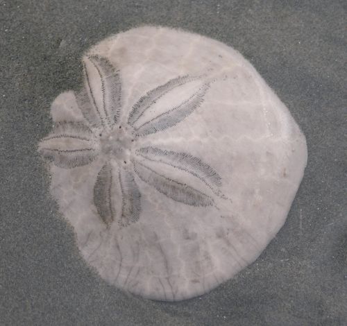 Sand Dollar (Dendraster excentricus)