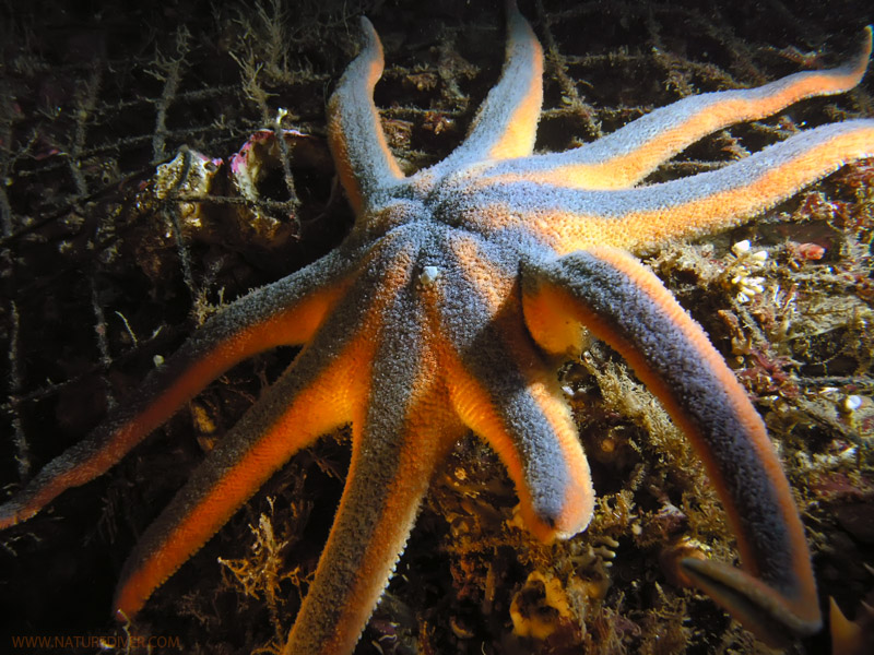 Striped Sunstar (Solaster stimpsoni)