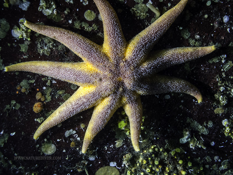 Striped Sunstar (Solaster stimpsoni)