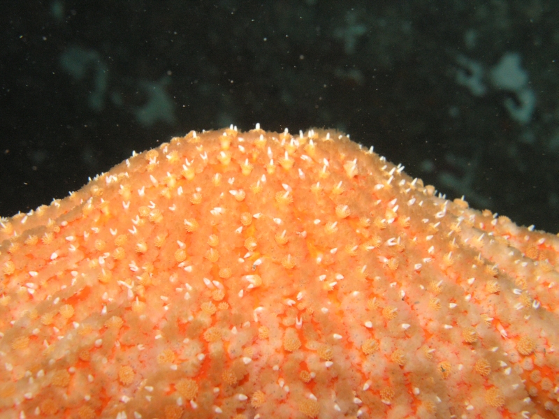 Sunflower Star-close up