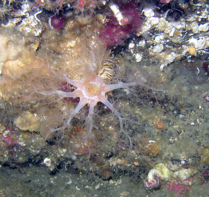 White Sea Cucumber (Eupentacta quinquesemita)