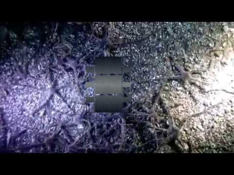 Grey Brittle Stars (Ophiura luetkenii) on the move