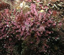 Cemented Tube Worm (Dodecaceria fewkesi)