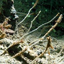 Jointed Tubeworm (Spiochaetopterus costarum)