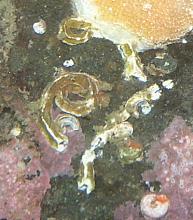 Keelworm (Pomatoceros lamarki)
