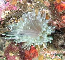 Orange Feather-Duster (Chone aurantiaca)