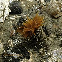 Polymorph Feather Duster (Eudistylia polymorpha)